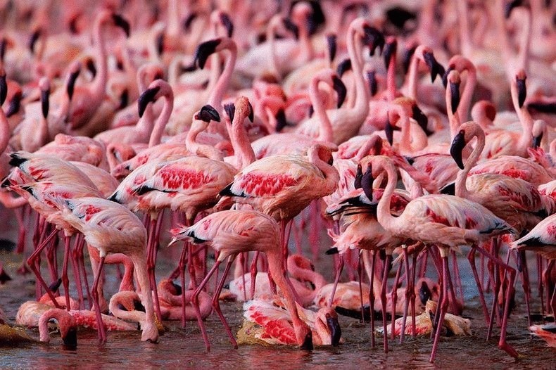 Розовый фламинго на озере Накуру