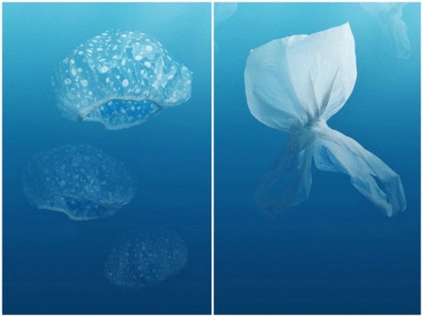 Пластиковый мусор в мировом океане: фотовыставка Кима Престона
