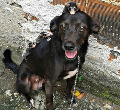 Сердобольная бразильская собака усыновила осиротевших детёнышей опоссума
