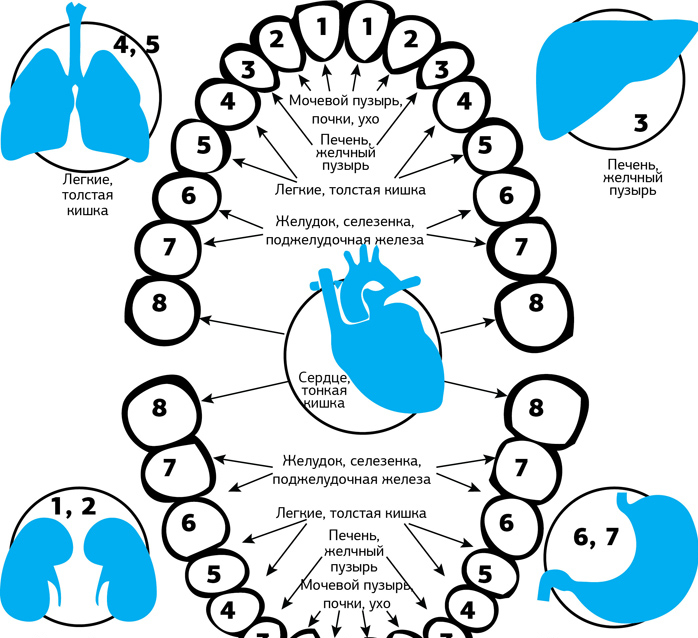 Связь зубов и внутренних органов схема