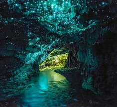 Это зрелище впечатляет! Невероятные существа в пещерах Новой Зеландии