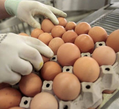 Обман в магазине: уловки со свежестью, размером и мытьем при продаже яиц