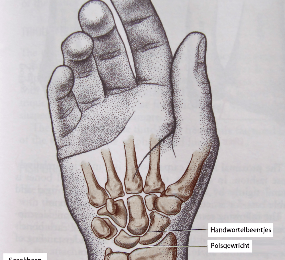 Рука изнутри. Кости кисти лучезапястный сустав. Кости лучезапястного сустава анатомия. Строение лучезапястного сустава руки человека. Строение кисти кости запястья.