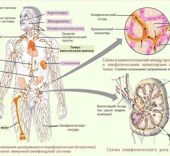 Движение лимфы в организме человека схема массаж