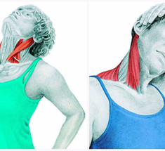 Спиральный твист шеи: упражнения для улучшению кровотока и иннервации