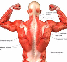 Как помочь позвоночнику: Комлекс упражнений на укрепление мышц спины