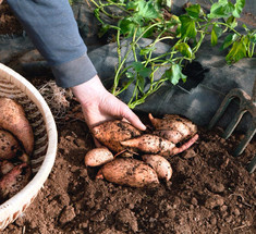 Как правильно выращивать батат в средней полосе