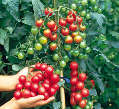 Как выращивать помидоры черри:  5 отличий в уходе
