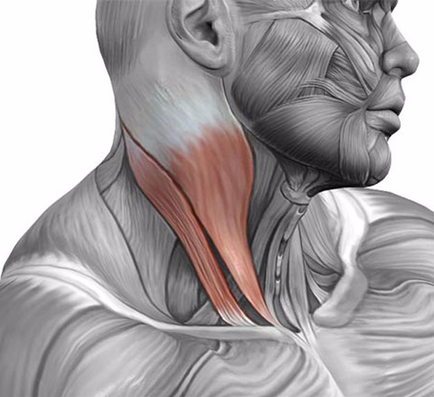 Грудино ключично сосцевидная мышца. Грудино-ключично-сосцевидная мышца анатомия. Мышцы шеи грудино ключично сосцевидная мышца. Грудино ключично сосцевидная мышца шеи. Грудная Ключичная сосцевидная мышца.