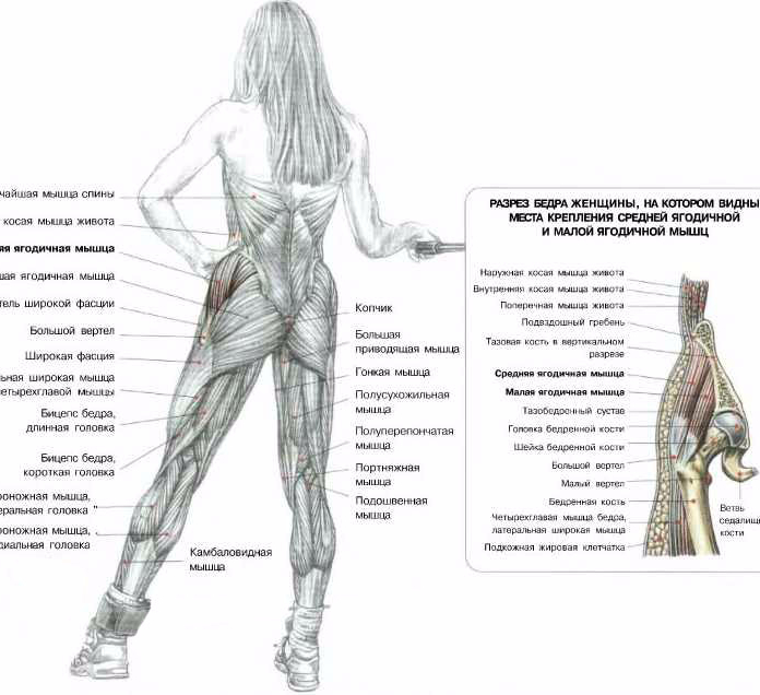 Виды женских ягодиц и бедер фото