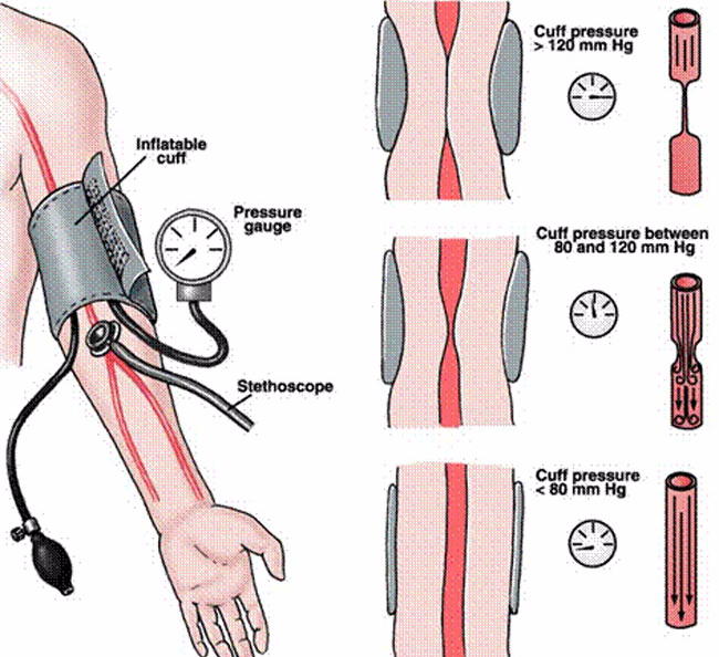 Нормальное давление и пульс человека - артериальное давление (АД) в норме, пульс