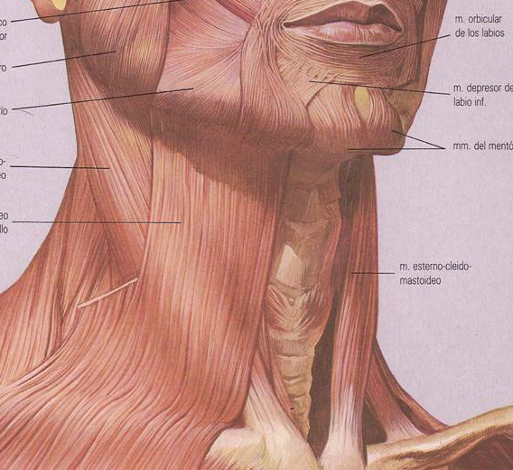 Мышцы шеи спереди фото