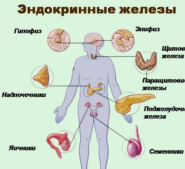 Выберите три верно обозначенные подписи к рисунку на котором изображены эндокринные железы человека