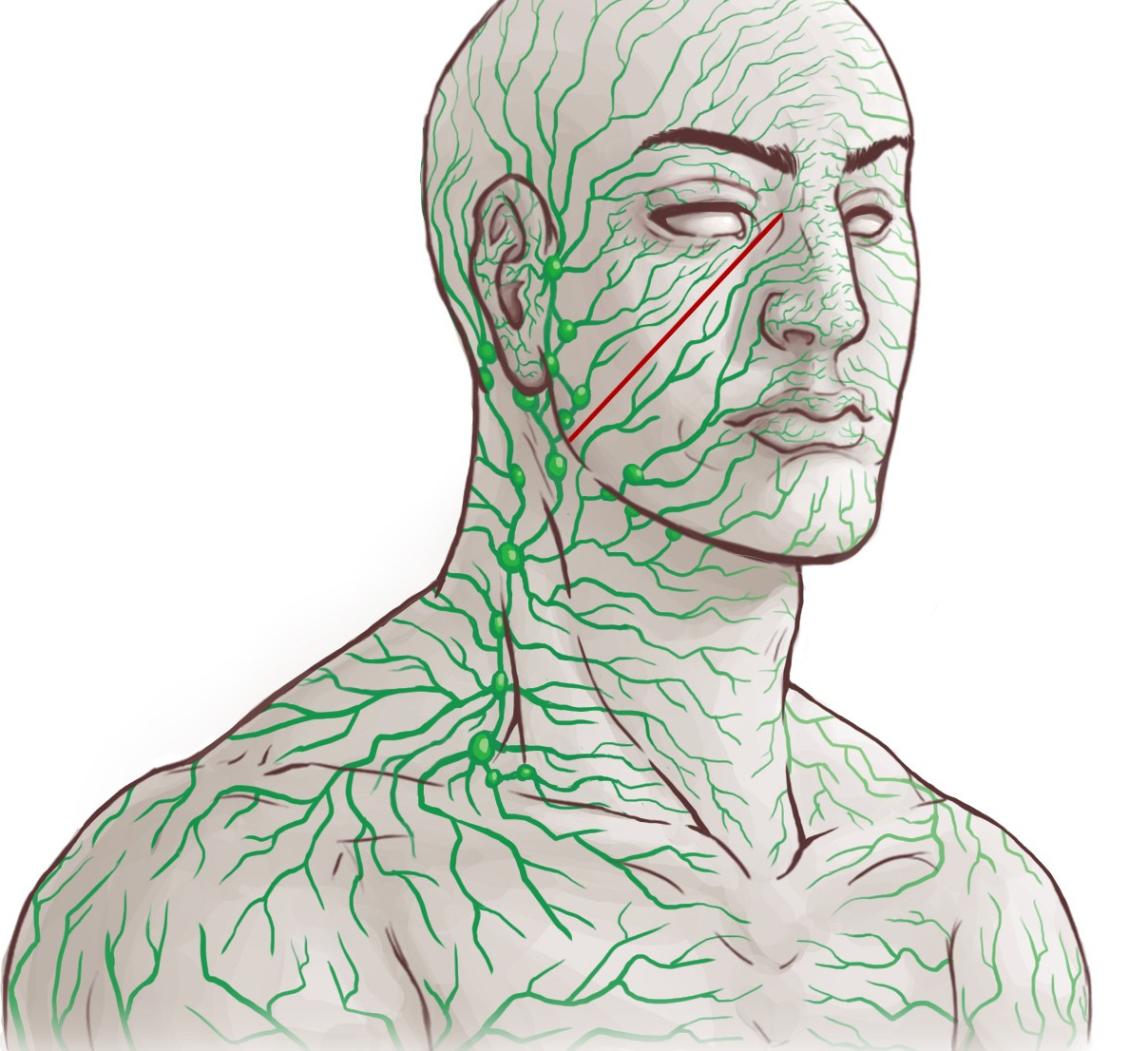 Лимфатическая система лица человека анатомия