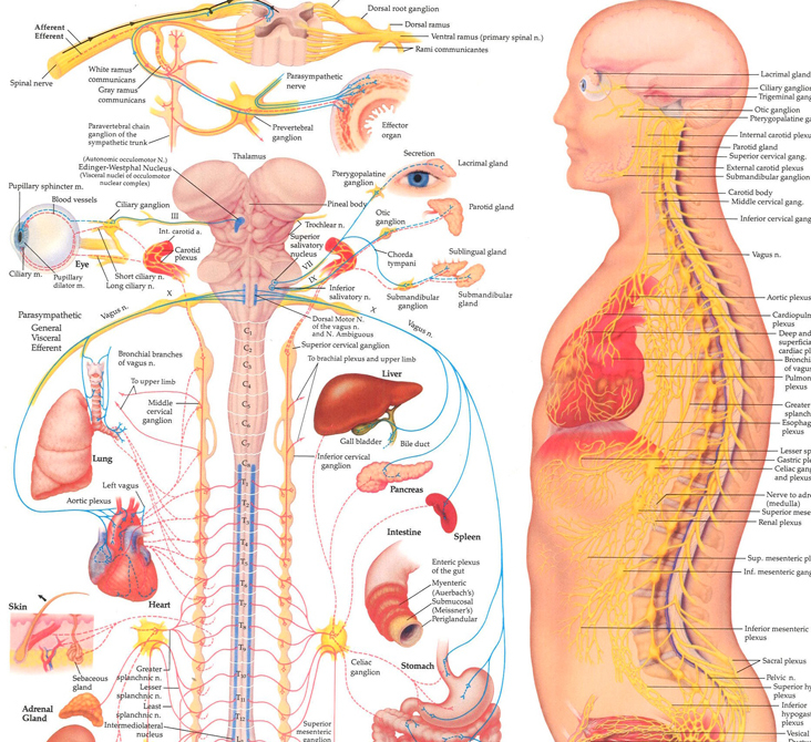 Карта нервов человеческого тела