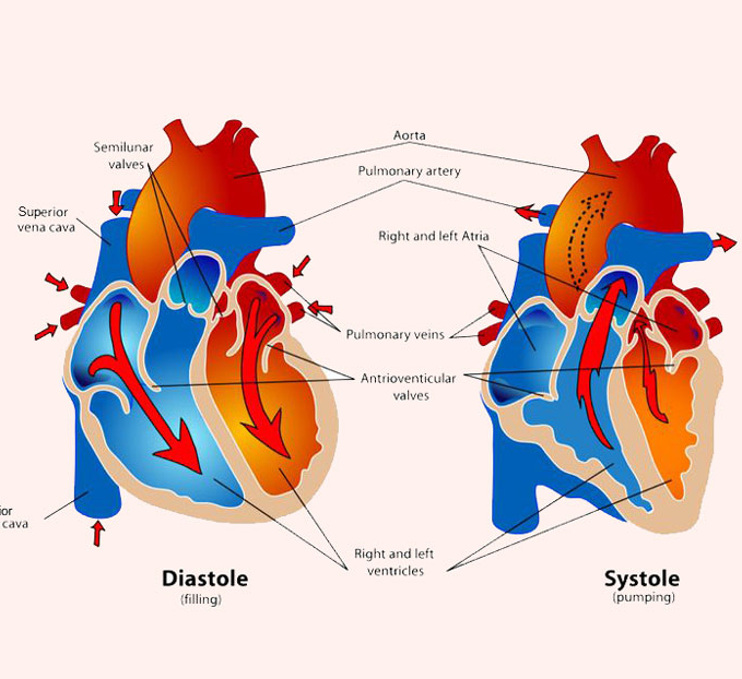 Возрастные особенности артериального давления