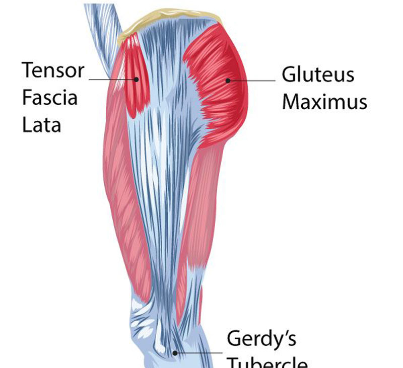 Iliotibial tract мышца