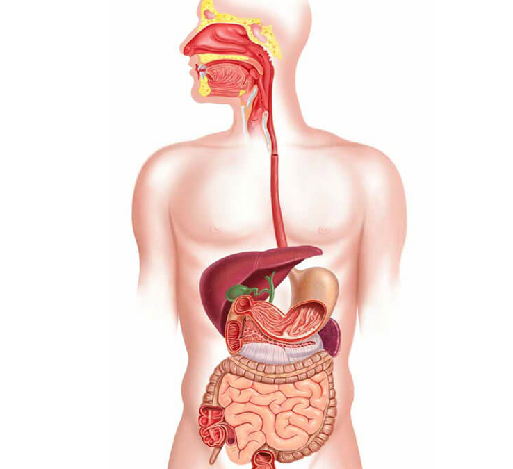 Анатомия картинки по пищеварению