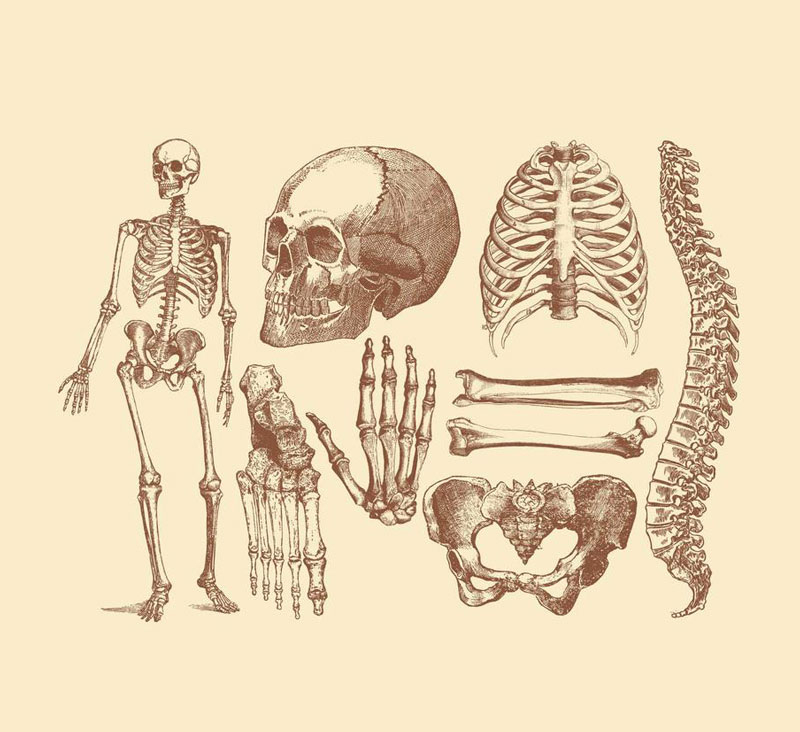 Рисовать кости человека - 88 фото
