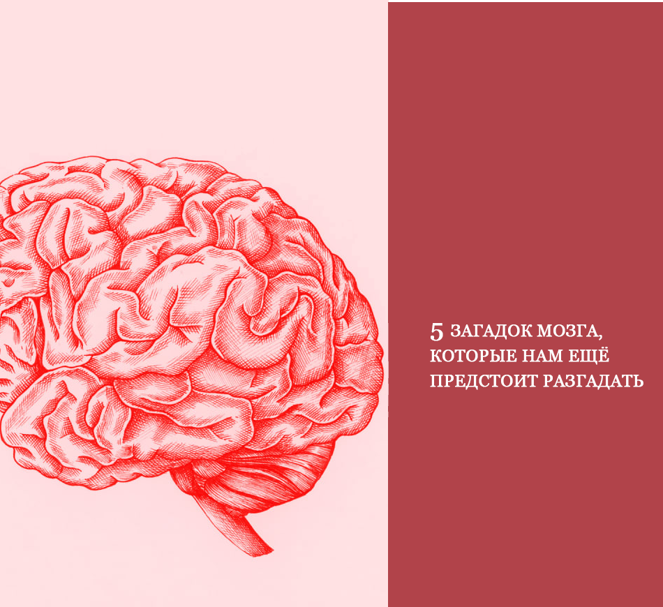 Загадка про мозг. Головоломка для мозга. Загадки для мозга. Загадки мозга человека. Мозговые головоломки.