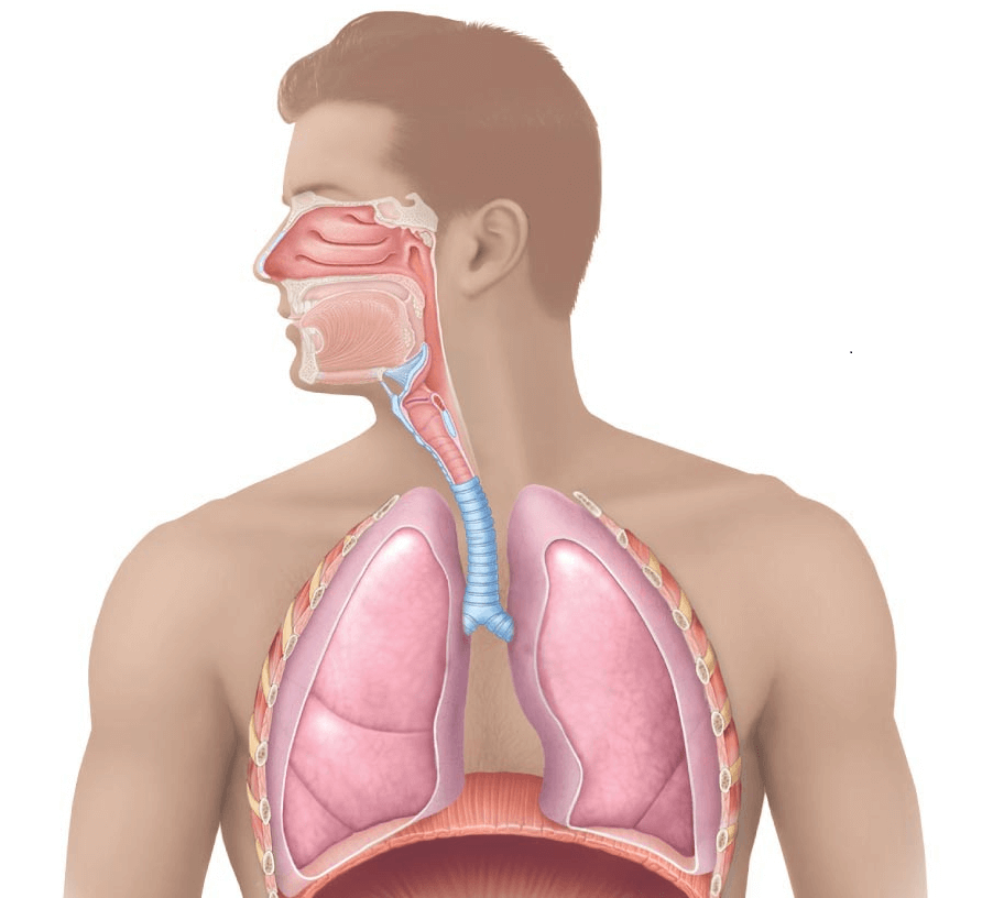 Воздух из гортани попадает в. Гортань трахея бронхи пищевод. Дыхательные пути гортань трахея. Трахея дыхательное горло. Система органов дыхания человека.