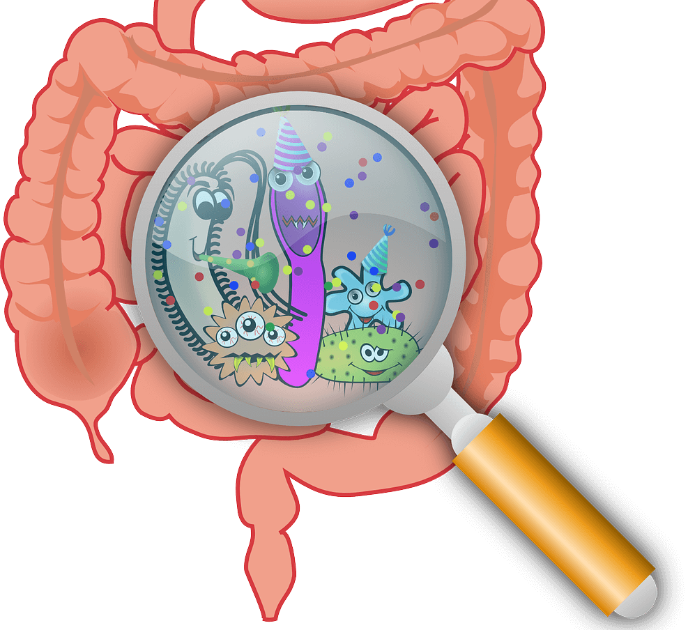 Как восстановить микробиом кишечника. Кишечный микробиом. Дисбактериоз бактерии.