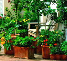 Огород на балконе
