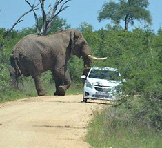 Слон напал на туристов