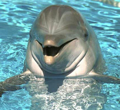 Индия признала дельфинов личностями и запретила дельфинарии!