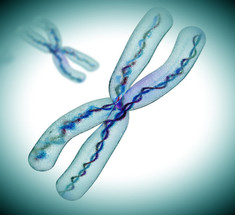 Почему на Х-хромосоме нет генов «домашнего хозяйства»