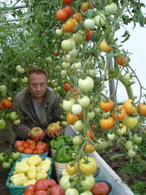 Советы  специалиста по выращиванию чудо-урожая на дачном участке