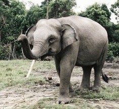 Стадо пьяных слонов снесло индийскую деревушку