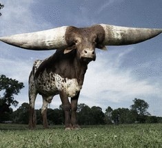 Watusi - бык с самыми большими рогами