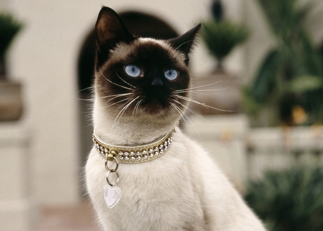 Королевский сиамский кот фото