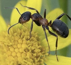 Cила муравья - не более, чем миф