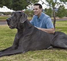 Обьявлена самая высокая собака в мире