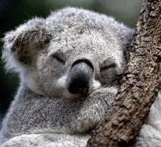 Австралийскую коалу скоро можно будет увидеть только на фотографиях