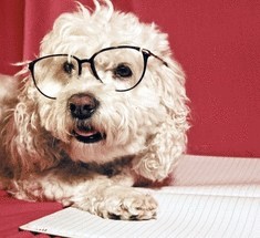ТОП-5 самых умных пород собак