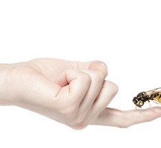 Что делать, если вас ужалило насекомое?