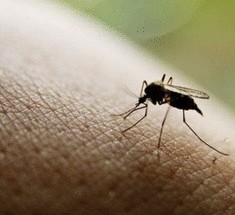 Народные средства для борьбы с комарами
