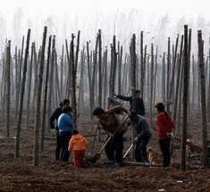 В Индии установлен новый экологический мировой рекорд