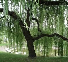i-Tree: программа, которая оценивает экономическую ценность деревьев
