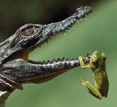 В Австралии жабы "душат" крокодилов