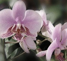 5 самых интересных сувениров, которые не удастся привезти из отпуска