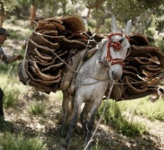 Удивительное производство пробок в Испании