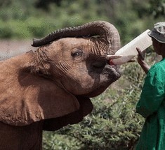 Завораживающий приют в Кении для осиротевших слонов
