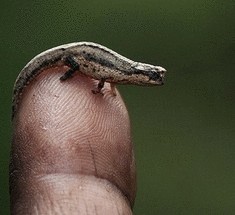  Самые маленькие животные на нашей планете