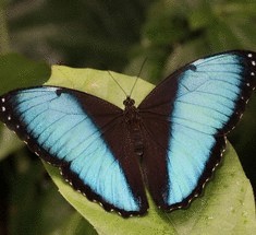 Крылышкам бабочек найдут применение в электронике