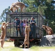 В новозеландском зоопарке туристов пускают в вольер со львами