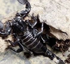 Ученые нашли останки самого древнего скорпиона
